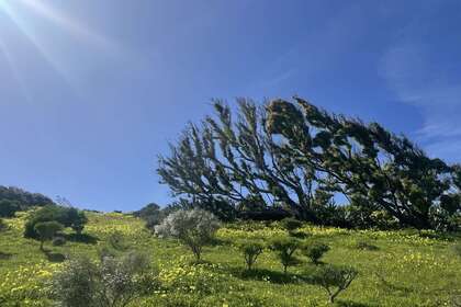 Terreno rústico/agrícola venta en Montaña Las Palmas, Telde, Las Palmas, Gran Canaria. 